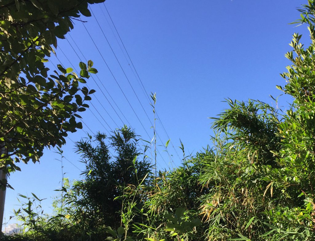 HagaSoftwareDesign[ハガソフトウェアデザイン]　｜　サスティナブルエネルギーと企業活動